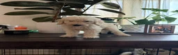 Labradoodle dogs for sale: Michael  - Ad 1