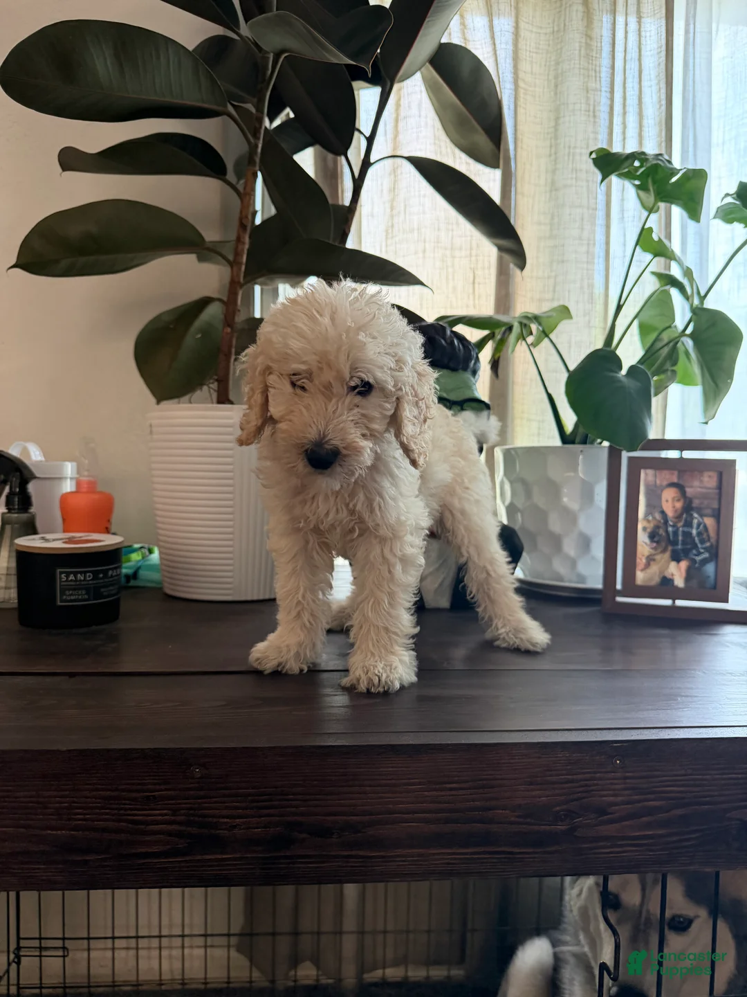 Labradoodle dogs for sale: Michael  - Ad 1