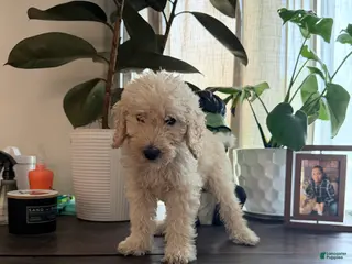 Labradoodle dogs Buster - Ad 30