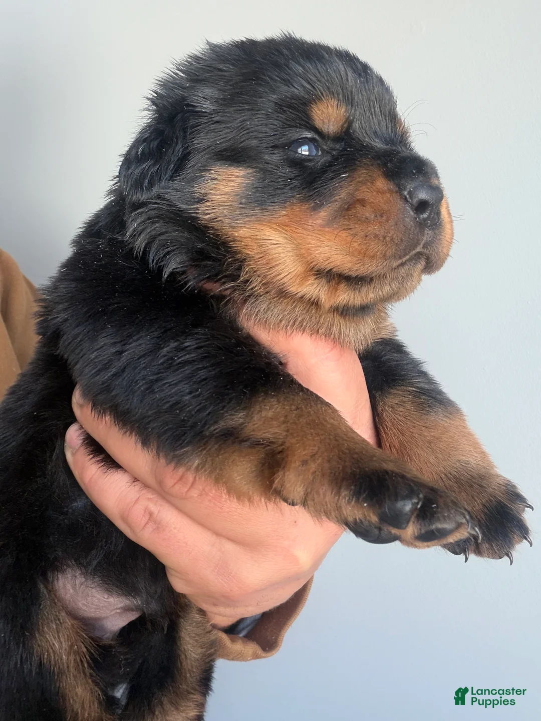 Rottweiler dogs for sale: Nova - Ad 4