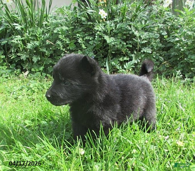 German Shepherd dogs Chief - Ad 2