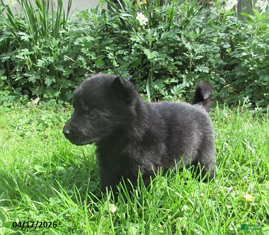 German Shepherd dogs for sale: Chief - Ad 2