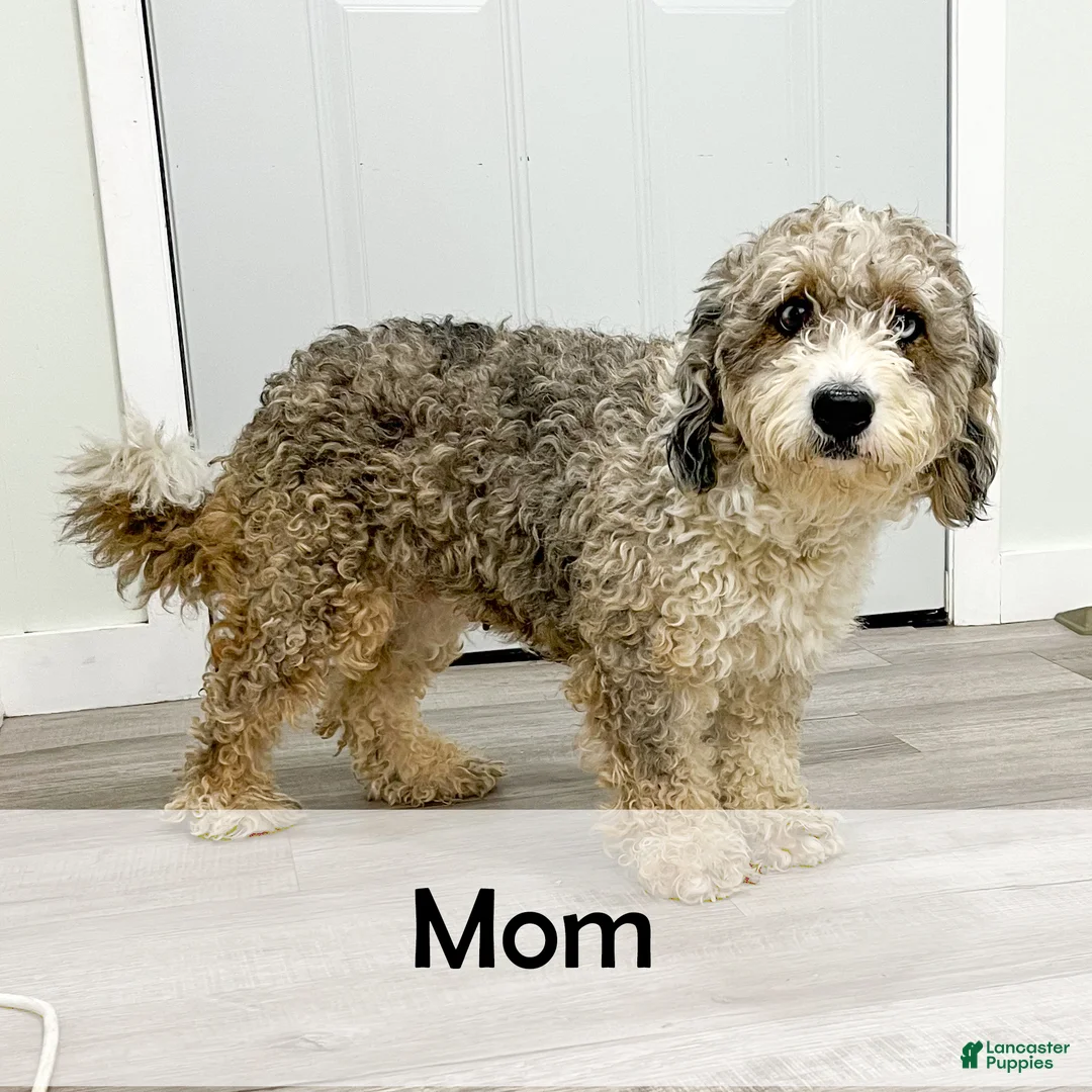 Mini Bernedoodle dogs for sale: Bentley - Ad 10