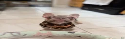 French Bulldog dogs for sale: Lilac tan Chanel - Ad 5