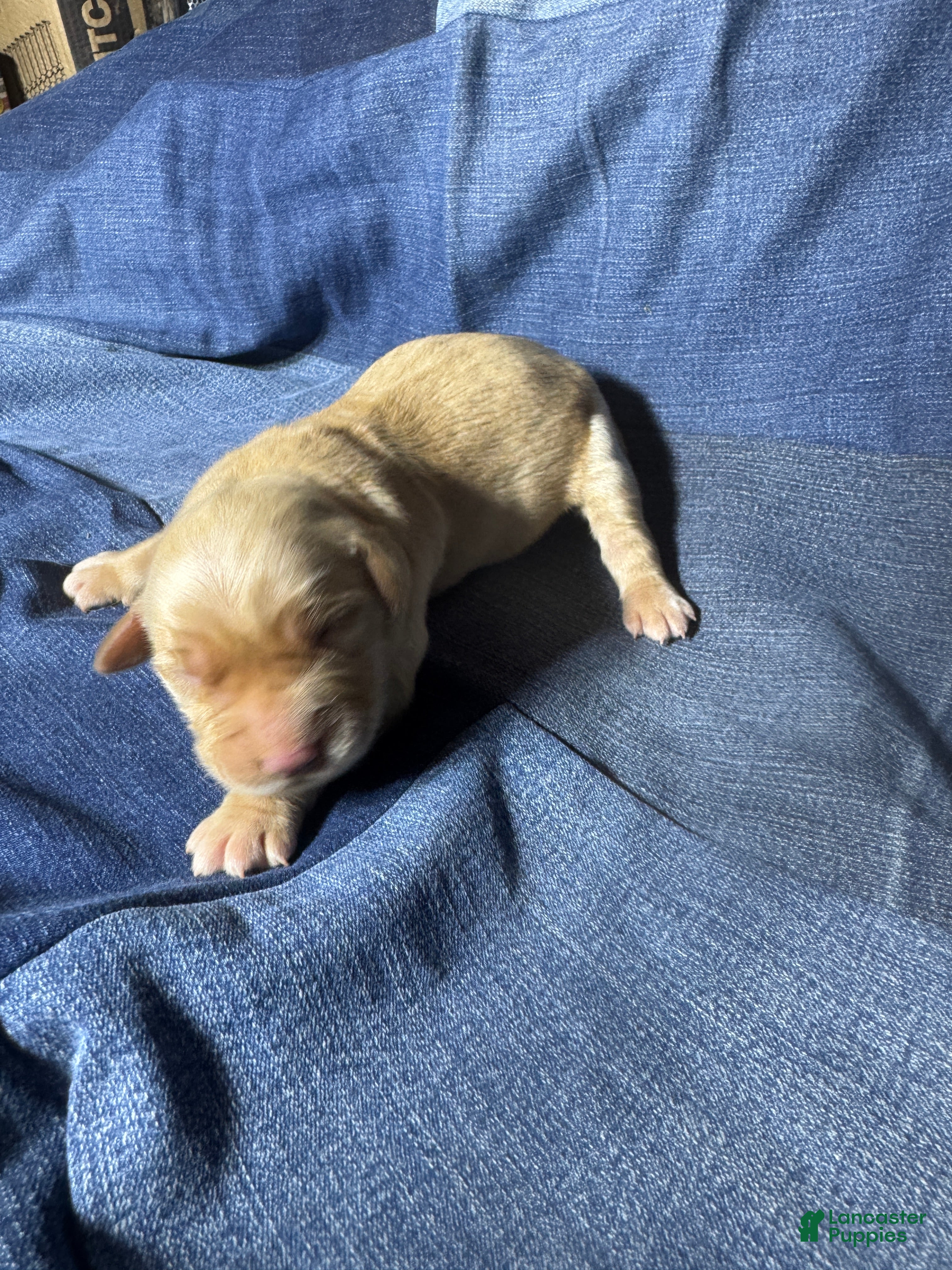 Golden Retriever dogs Emma - AKC, Genetically Clear - Ad 19