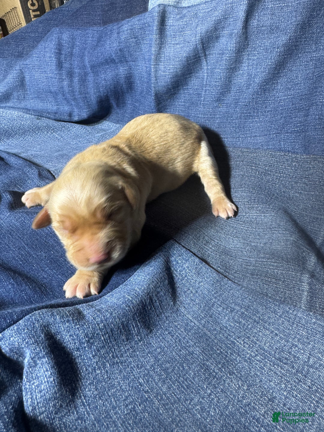 Golden Retriever dogs for sale: Emma - AKC, Genetically Clear - Ad 1