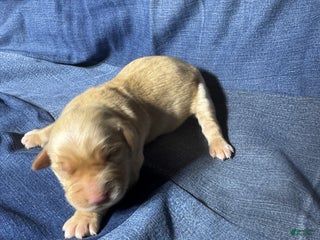 Golden Retriever dogs Emma - AKC, Genetically Clear - Ad 11