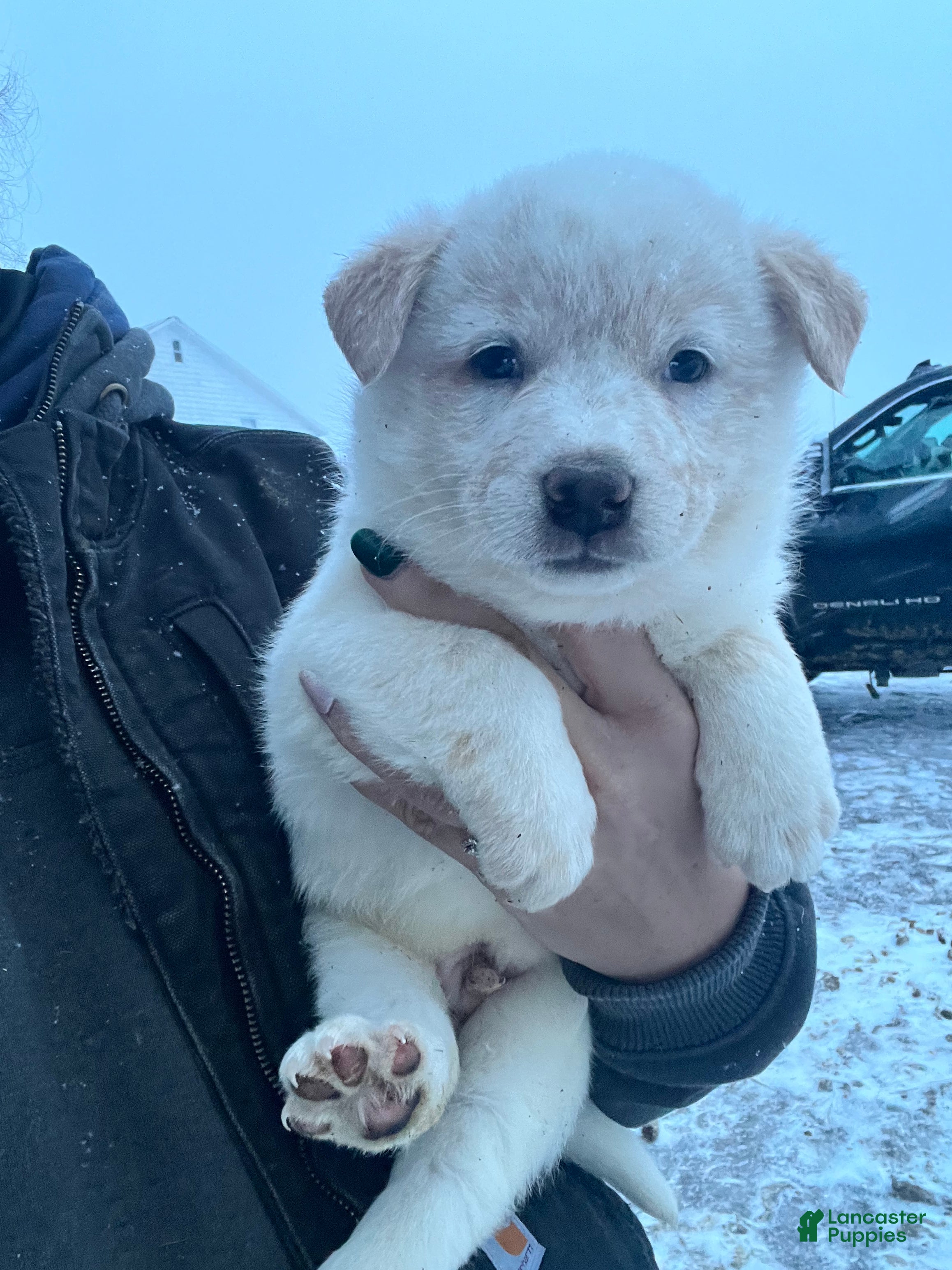 Australian Cattle Dog dogs Melvin - Ad 31