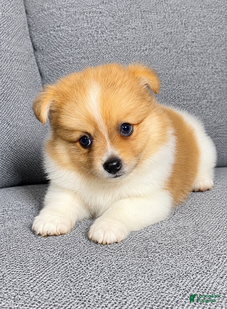 Pomeranian dogs Pomeranian 1 - Ad 2