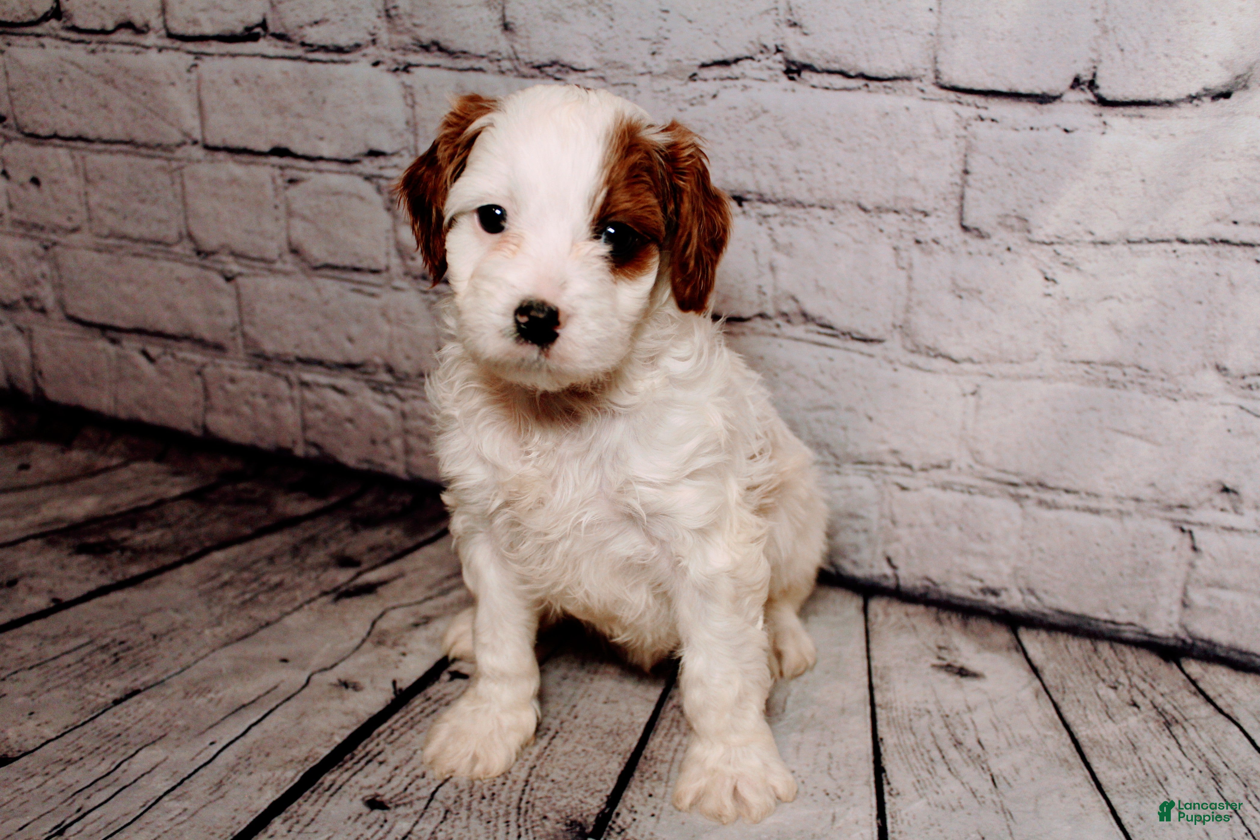 Cavalier King Charles Spaniel dogs Leonard - Ad 42