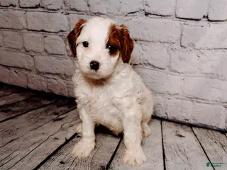 Cavalier King Charles Spaniel dogs Leonard - Ad 42