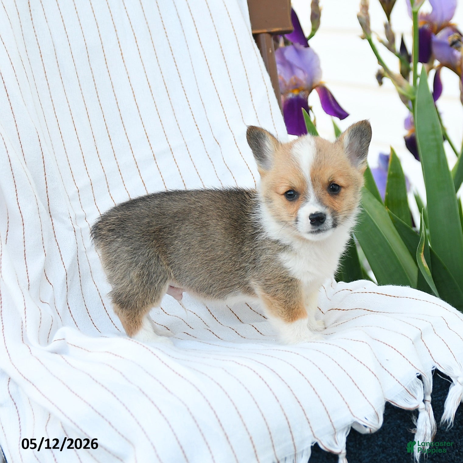 Welsh Corgi Pembroke dogs for sale: Charles - Ad 1