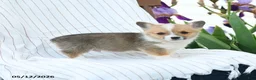 Welsh Corgi Pembroke dogs for sale: Charles - Ad 1