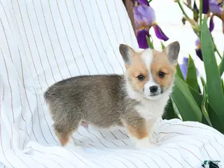 Welsh Corgi Pembroke dogs for sale: Charles - Ad 1