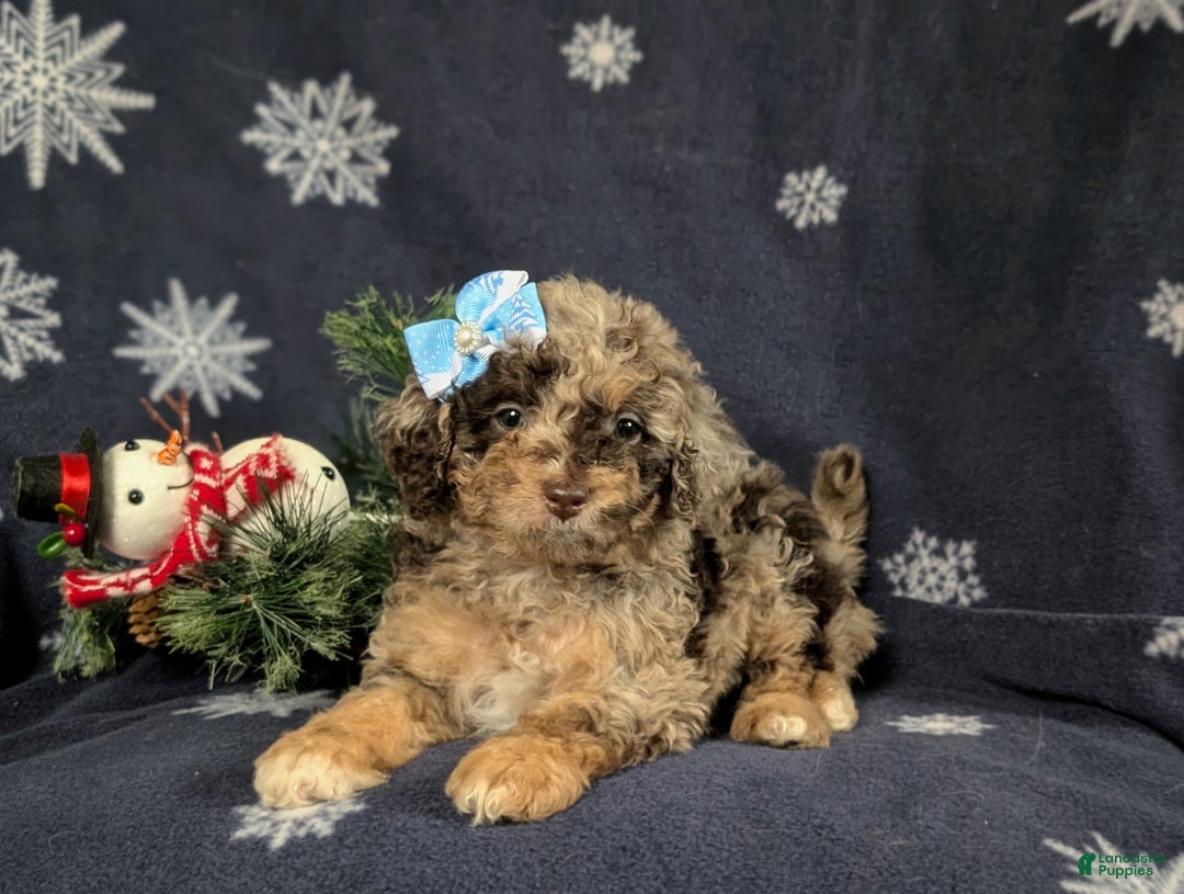Mini Bernedoodle dogs for sale: Annaleigh Hypoallergenic - Ad 5