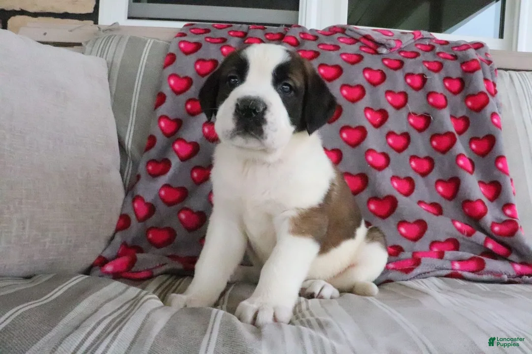 Saint Bernard dogs for sale: Summer - Ad 2
