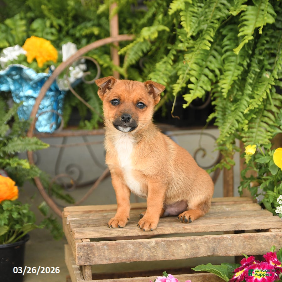 Mixed Breed dogs Flash - Ad 2