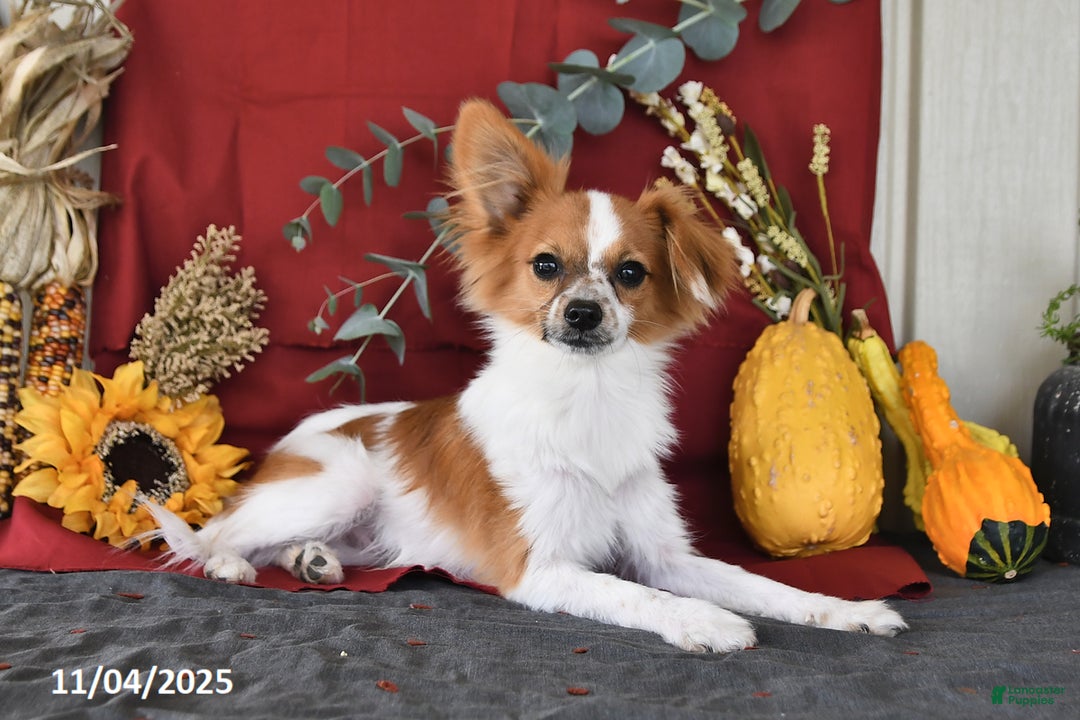 Papillon dogs for sale: Alex - Ad 2