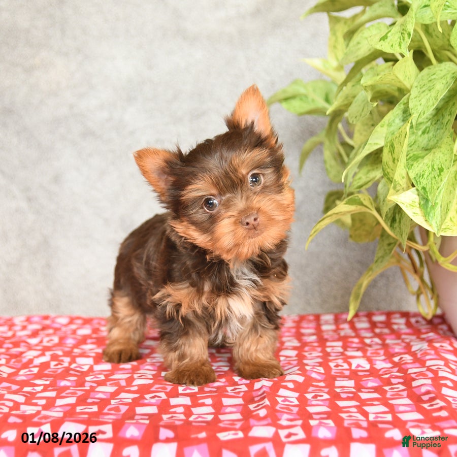 Yorkshire Terrier dogs Cookie - Ad 13