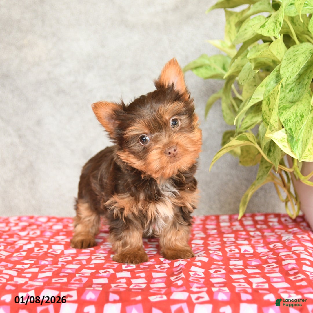 Yorkshire Terrier dogs for sale: Cookie - Ad 1