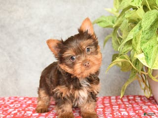 Yorkshire Terrier dogs Cookie - Ad 35
