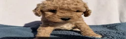 Cavapoo dogs for sale: Cooper  - Ad 5