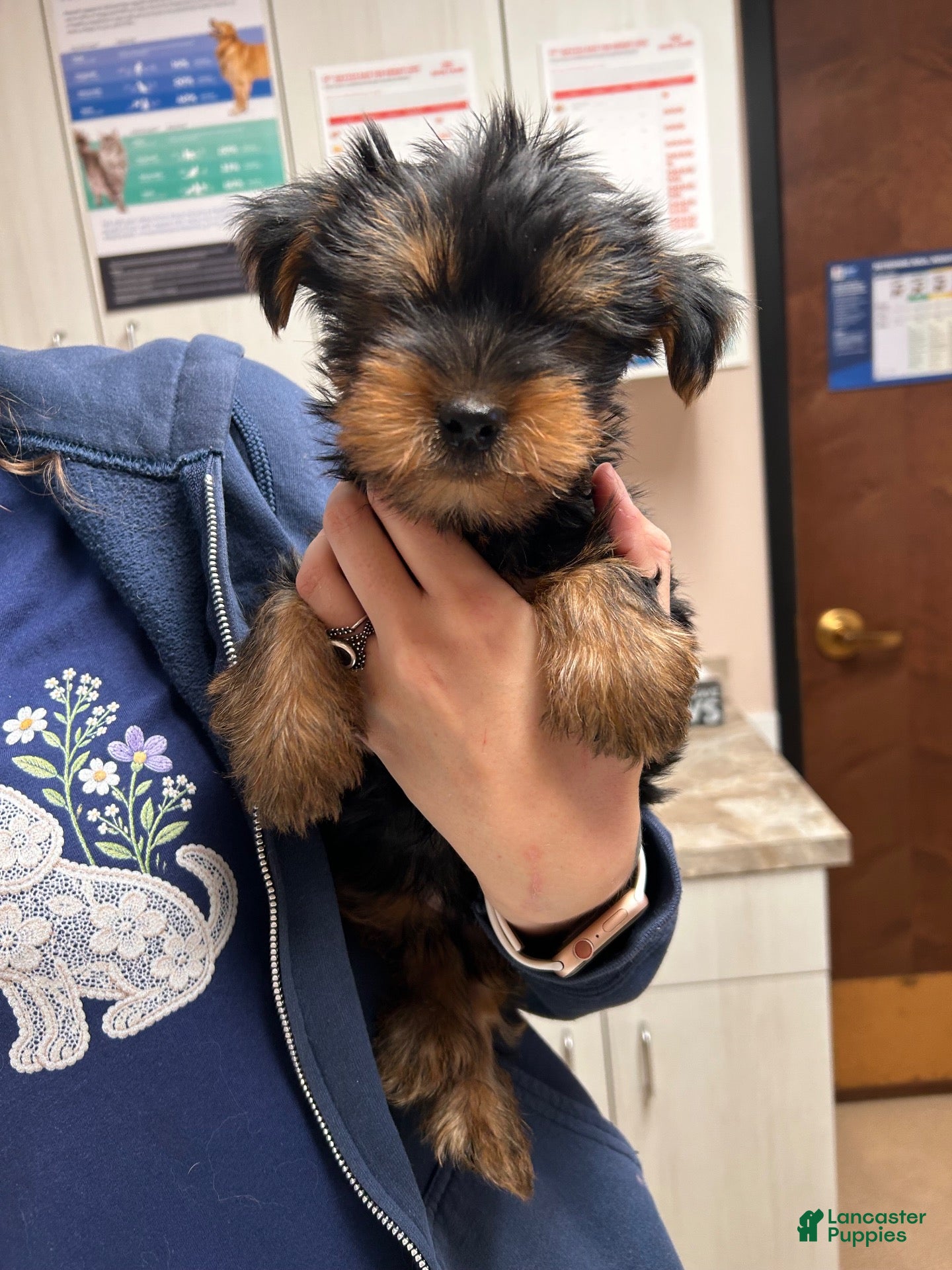 Yorkshire Terrier dogs for sale: Yorkshire Terrier 1 - Ad 6