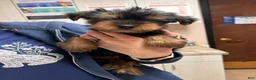 Yorkshire Terrier dogs for sale: Yorkshire Terrier 1 - Ad 1