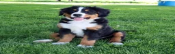 Bernese Mountain Dog dogs for sale: Bernese Mountain Dog Puppy 1 - Ad 6
