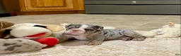 English Bulldog dogs for sale: Tank - Ad 6
