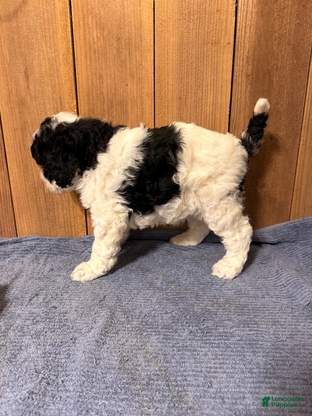 Mixed Breed dogs for sale: Medium F1b Bernedoodle - Scarlett - Ad 4