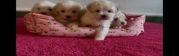 Shorkie dogs for sale: Shorkie Puppy 1 - Ad 3