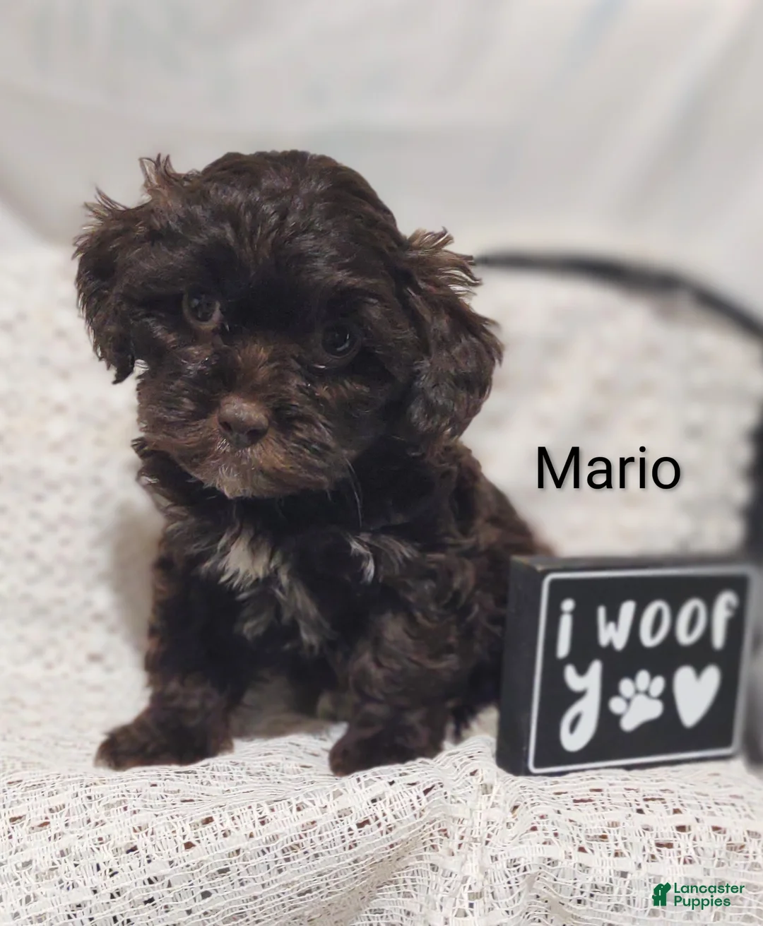 Shihpoo dogs for sale: Shihpoo Puppy 3 Mario - Ad 1
