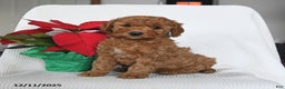 Mini Goldendoodle dogs for sale: Penny - Ad 2