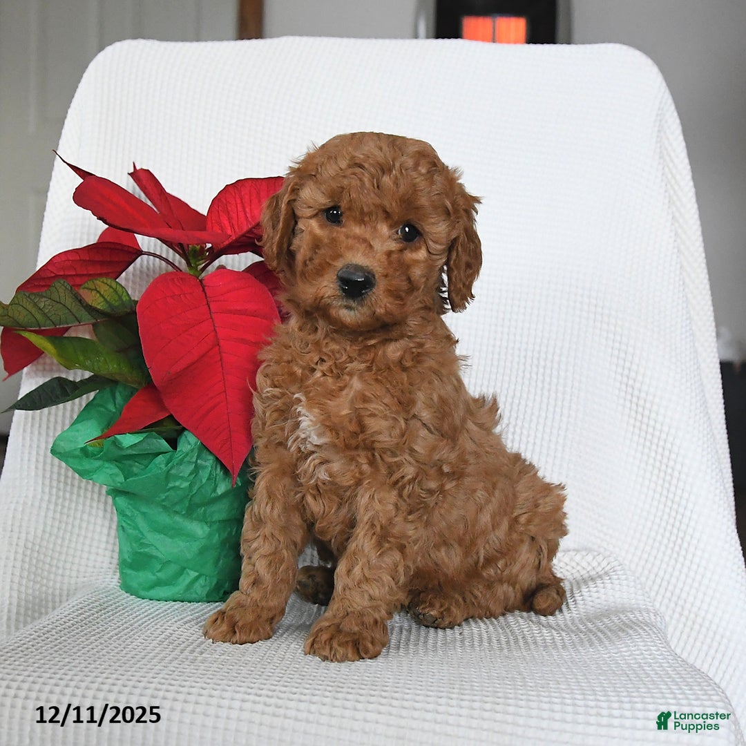Mini Goldendoodle dogs for sale: Penny - Ad 2