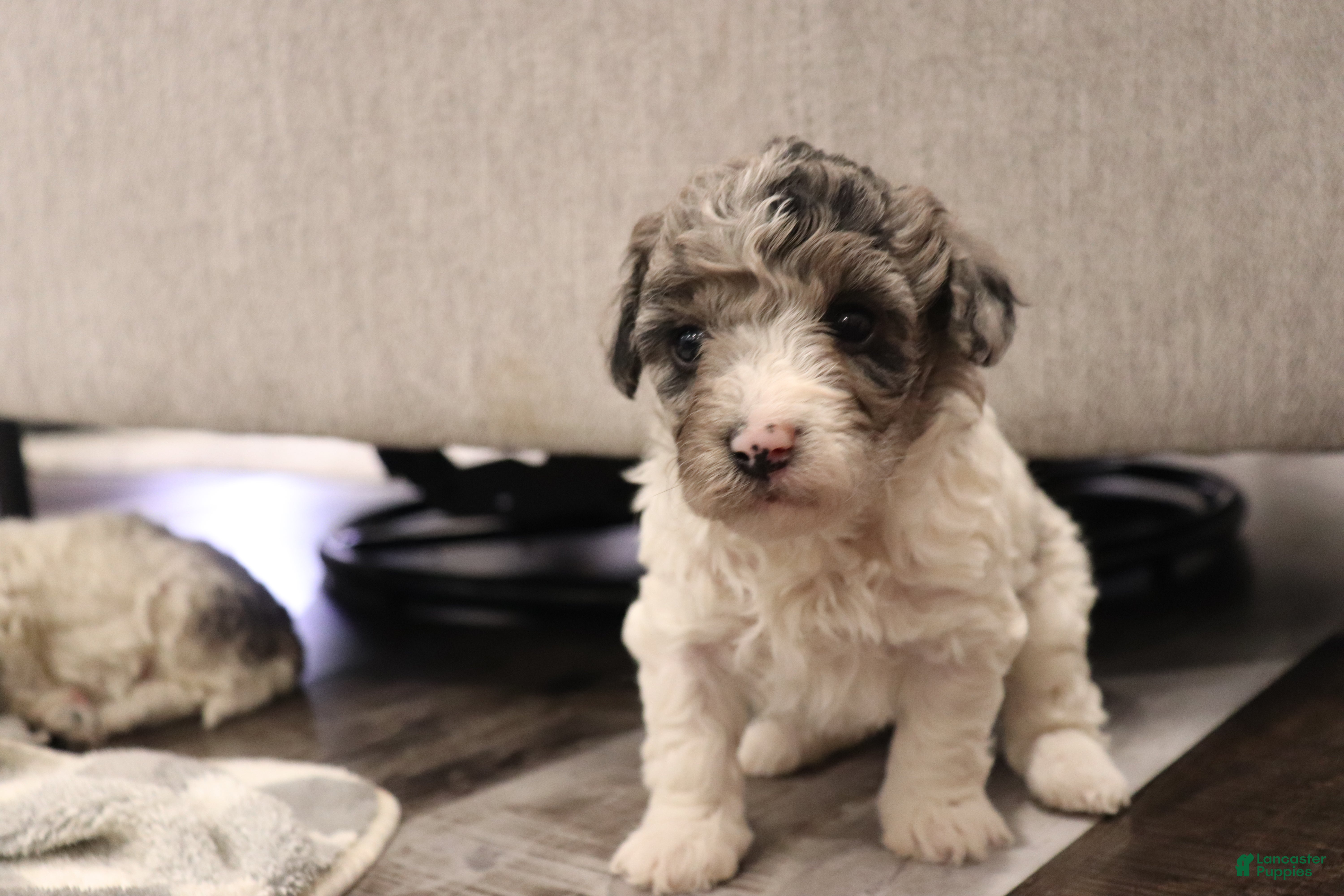 Miniature Poodle dogs Izzy - Ad 2
