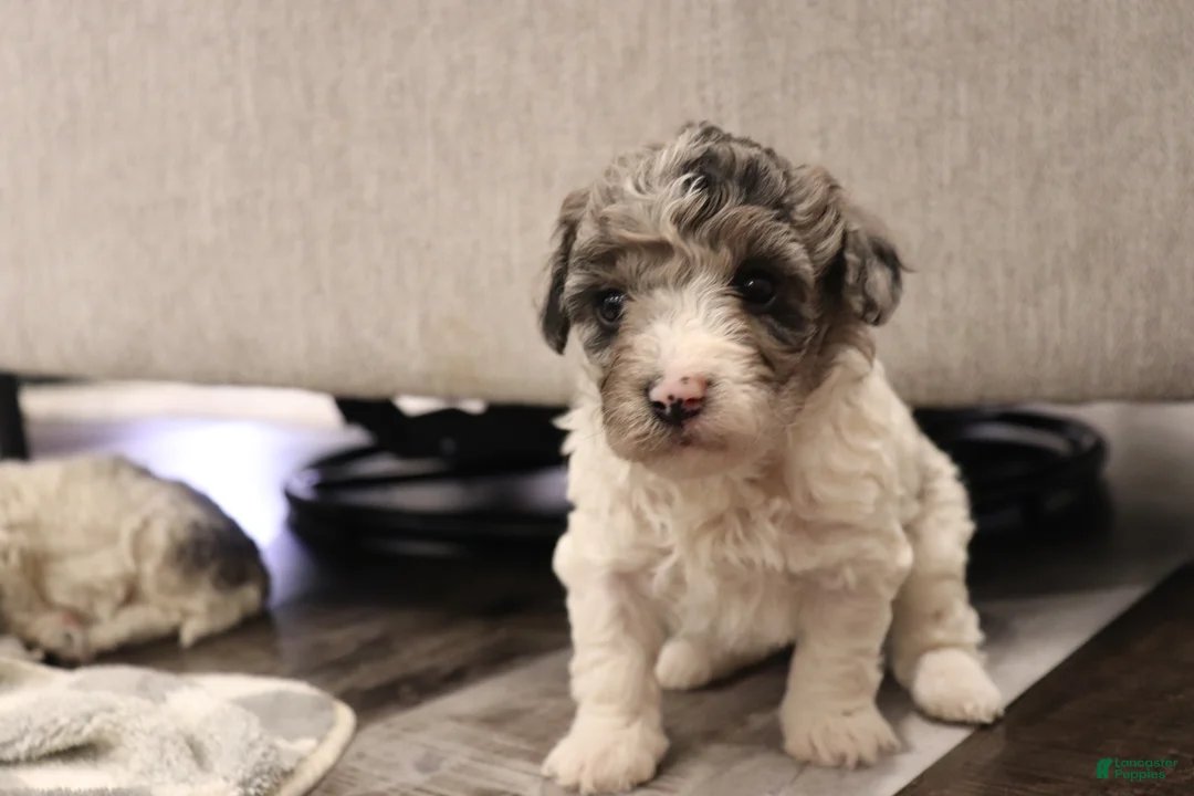 Miniature Poodle dogs for sale: Izzy - Ad 2