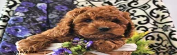Cavapoo dogs for sale: Rosebud - Ad 3