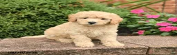 Miniature Poodle dogs for sale: Sugar - Ad 4