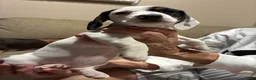 Miniature Dachshund dogs for sale: Helles - Ad 2
