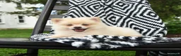 Pomeranian dogs for sale: Gus - Ad 5