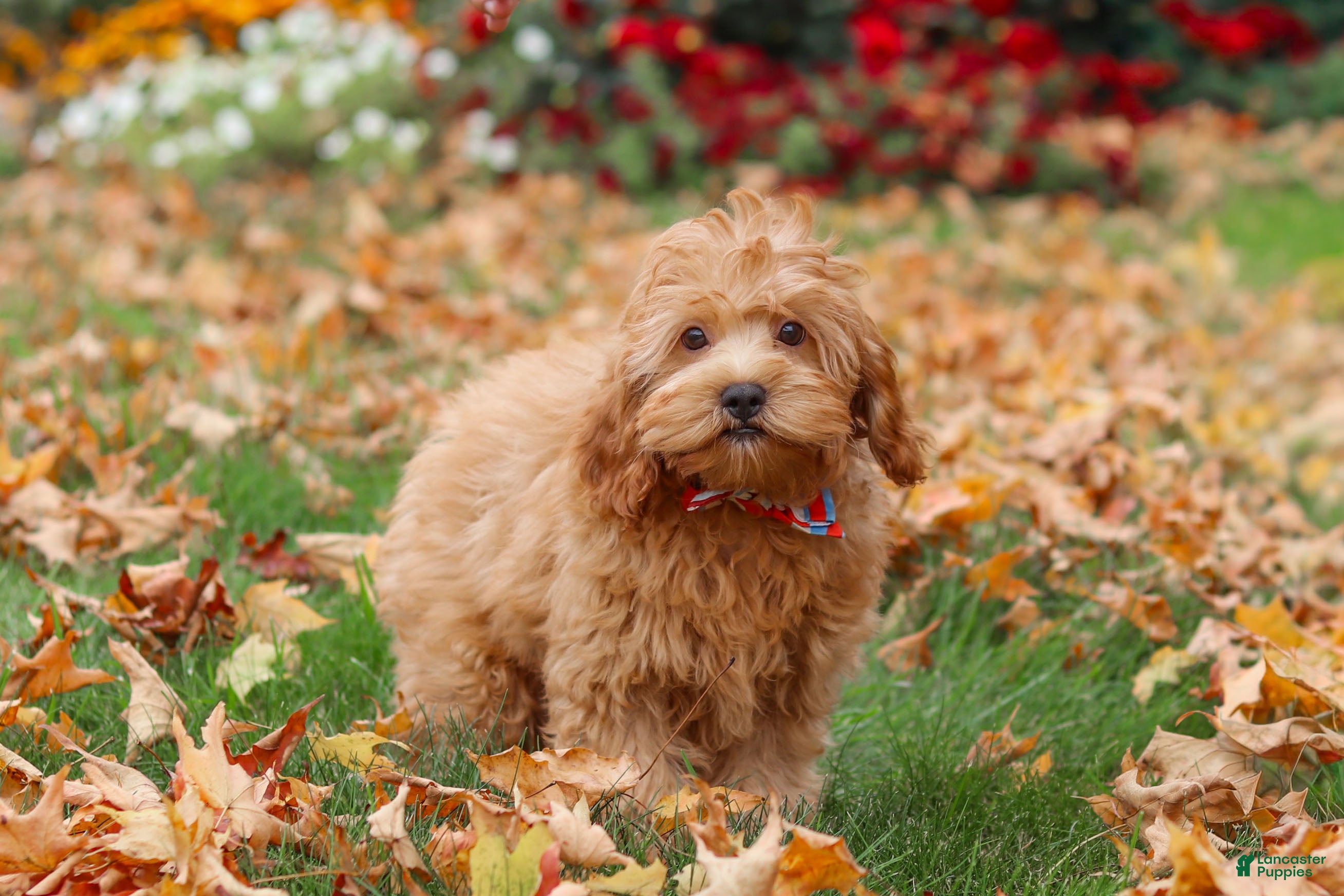 Cavapoo dogs for sale: Nash - Ad 2