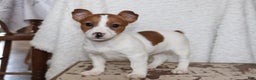Jack Russell Terrier dogs for sale: Butterscotch - Ad 1