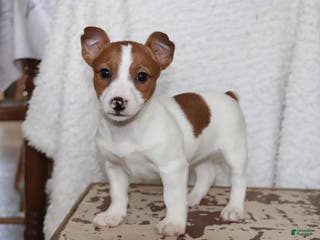 Jack Russell Terrier dogs Butterscotch - Ad 36