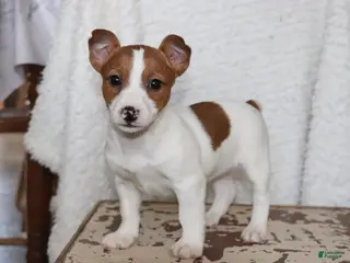 Jack Russell Terrier dogs Butterscotch - Ad 33