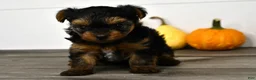 Yorkshire Terrier dogs for sale: Axle - Ad 2