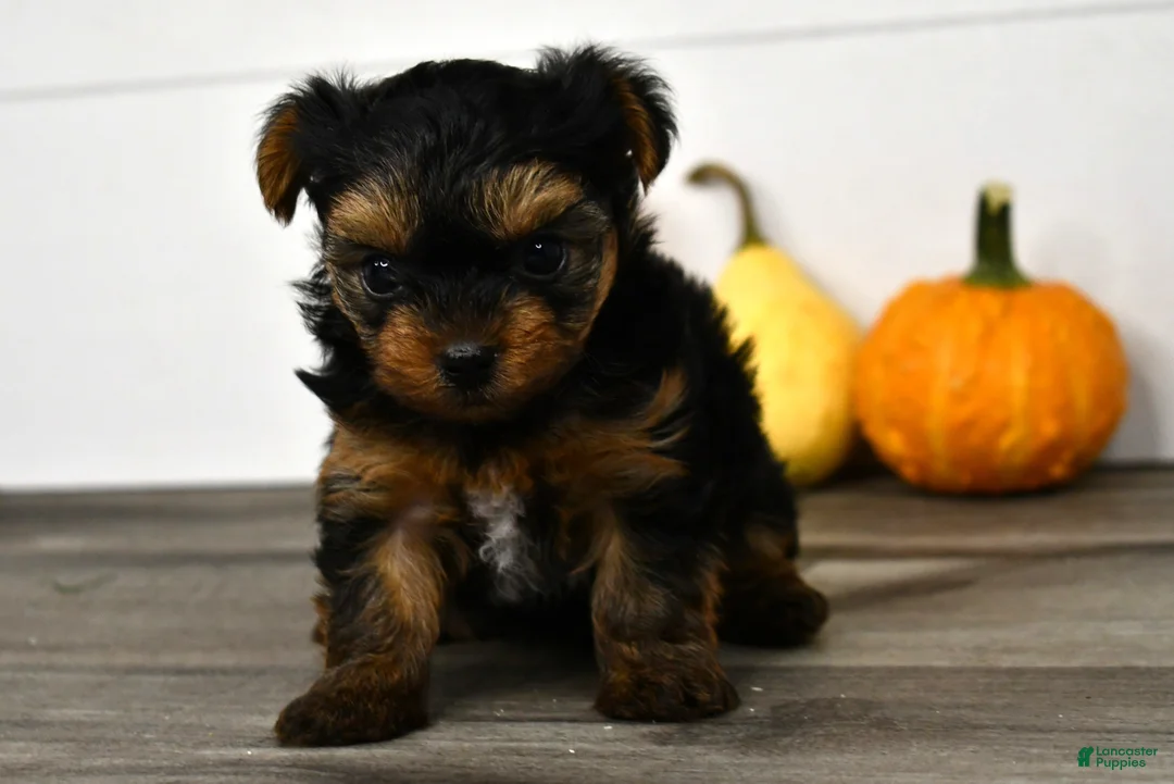 Yorkshire Terrier dogs for sale: Axle - Ad 2