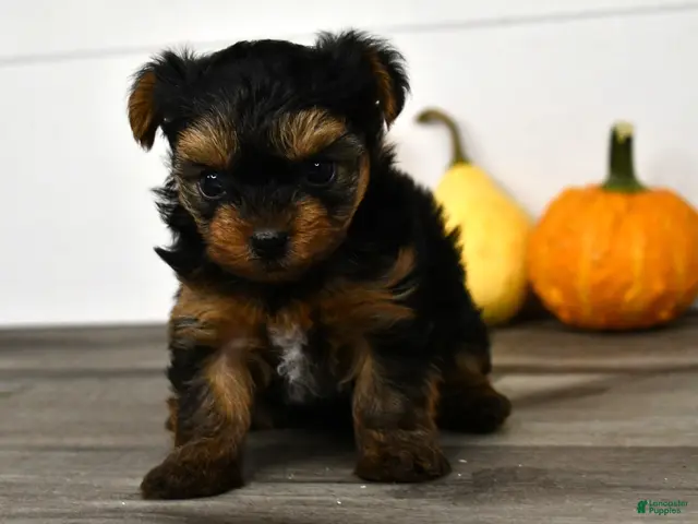 Yorkshire Terrier dogs Axle - Ad 2