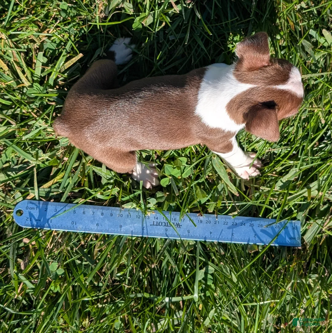 Boston Terrier dogs for sale: Apple - Ad 10