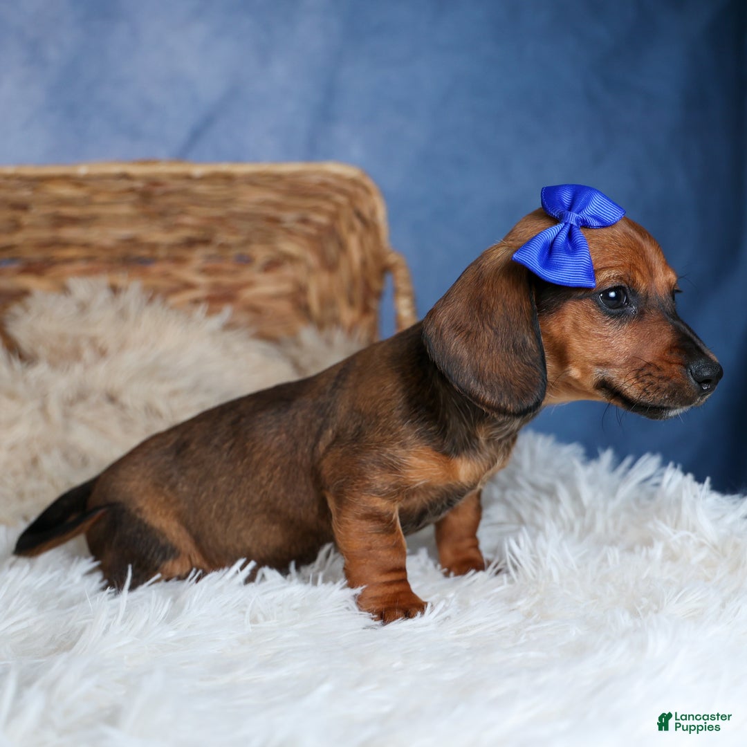 Miniature Dachshund dogs for sale: Cody - Ad 15
